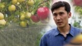 Яблоки на миллион. Итальянский сад в Сокулуке