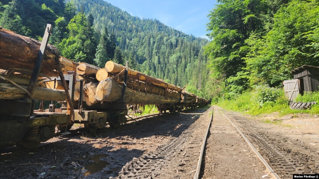Lemnul exploatat din pădurile Romsilva nu poate fi coborât din munți în orașul Vișeu de Sus decât cu Mocănița, un vechi tren cu abur. 