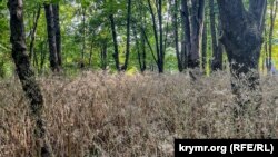 Від тридцятиградусної спеки протягом останніх днів страждає і флора ботсаду в Сімферополі