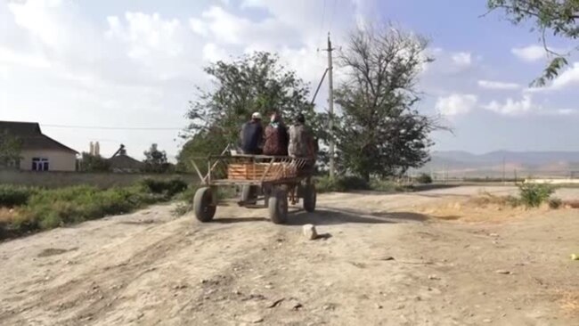 Pomidor rayondan Sumqayıt bazarına çatana kimi belə bahalaşır
