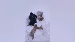 Шинжаңда калың карда мал кырылды 