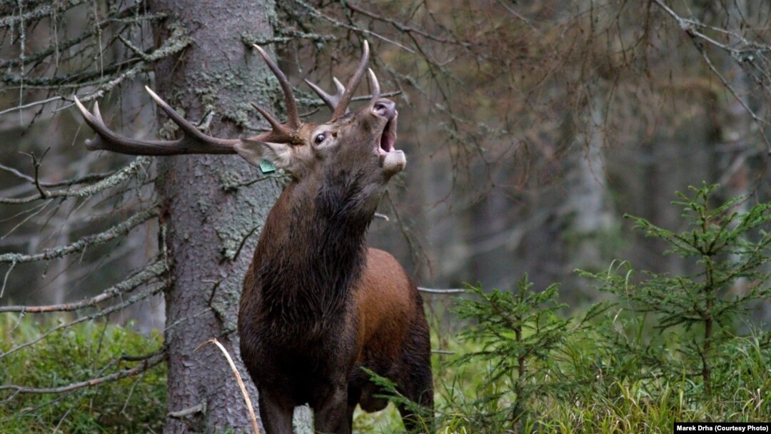 A red deer stag in the Sumava Mountains in the southern Czech Republic 