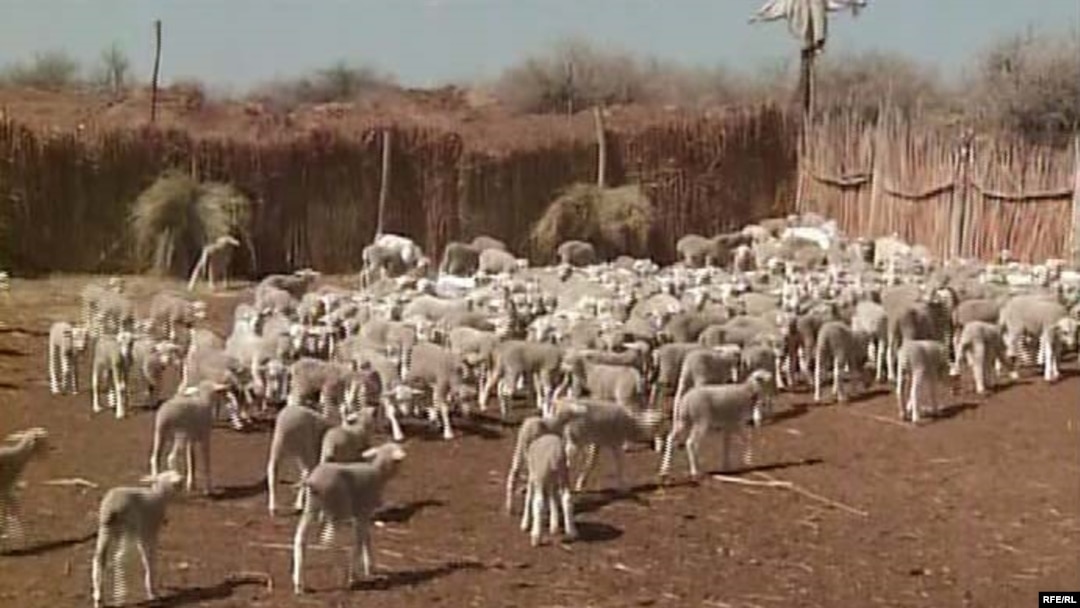  Молодняк овец на ферме в Алматинской области. Май 2009 года.
