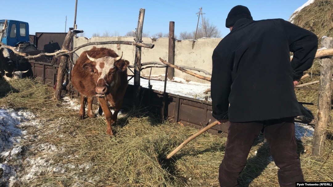 Житель Большого Чагана Николай Чернояров работает на собственном подворье. Западно-Казахстанская область, февраль 2018 года.