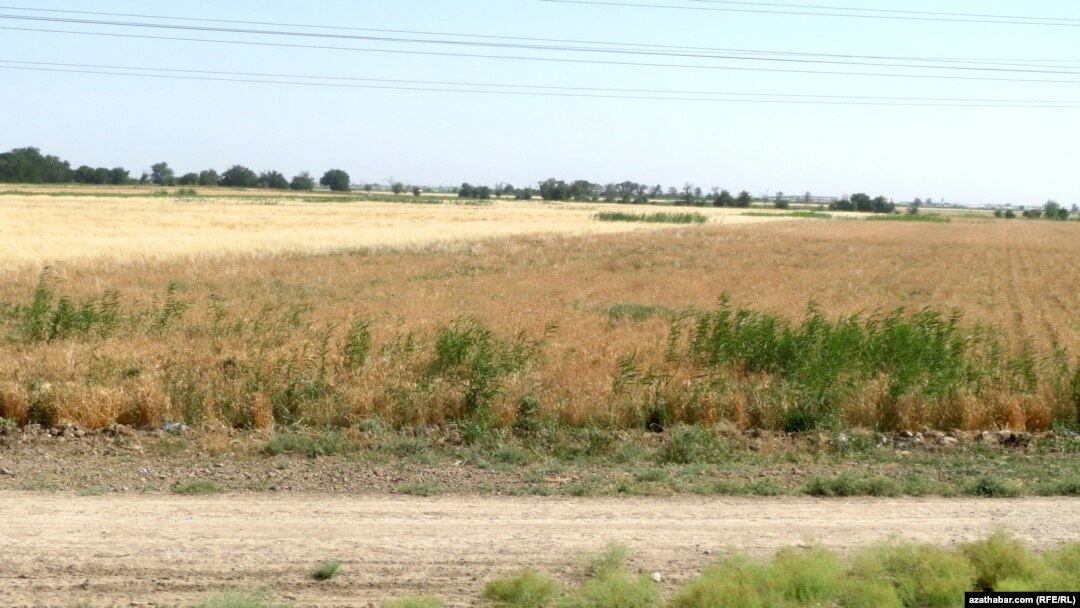 Turkmenistan's wheatfields have been ominously dry this year as the country grapples with extreme weather. (illustrative photo)