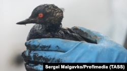 Последствия разлива мазута в Черном море