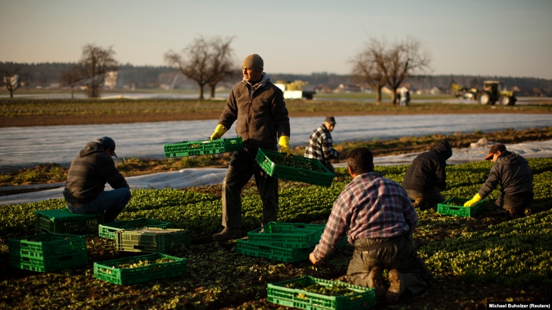 Fermierii vor utiliza mai puține îngrășăminte în acest an din cauza crizei acestor produse, dar și a prețurilor mai mari, iar asta va duce la o producție mai mică și prețuri mai mari.