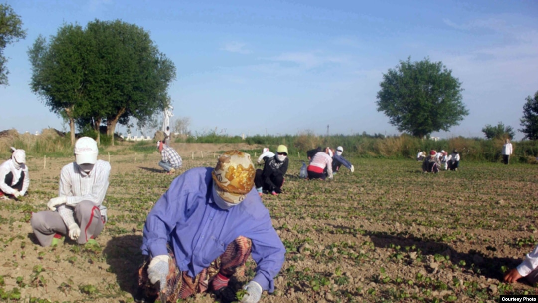 Human rights organizations have long charged Uzbek officials with using schoolchildren to harvest cotton.