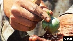 آمریکا نگران است که افغانستان به کلمبیایی دیگر تبدیل شود.