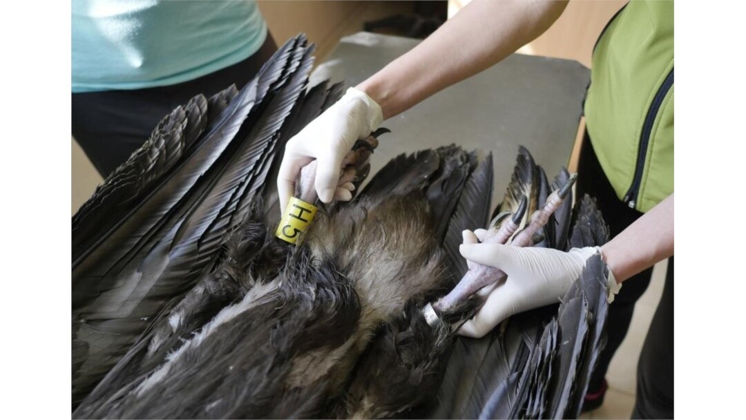 They've preserved the shot-up carcass of 11-month-old Ultron, but conservationists say "all traces have long since been erased" at the scene of the crime.