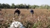 Пахтага юборилган Ирригация институти талабаси қаттиқ калтакланди