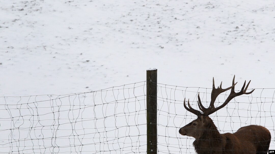A red deer stands in snow in a game reserve in Bernbeuren, Germany.