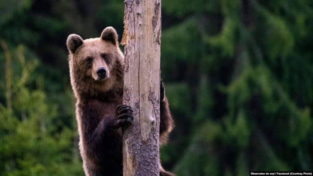 Kaže se da Rumunija ima najveću populaciju divljih medvjeda u Evropskoj uniji, ali sada je to pitanje prešlo dalje od krivolova.