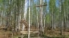 Схаваны мэмарыял паўстанцам Каліноўскага на Сьвятым балоце
