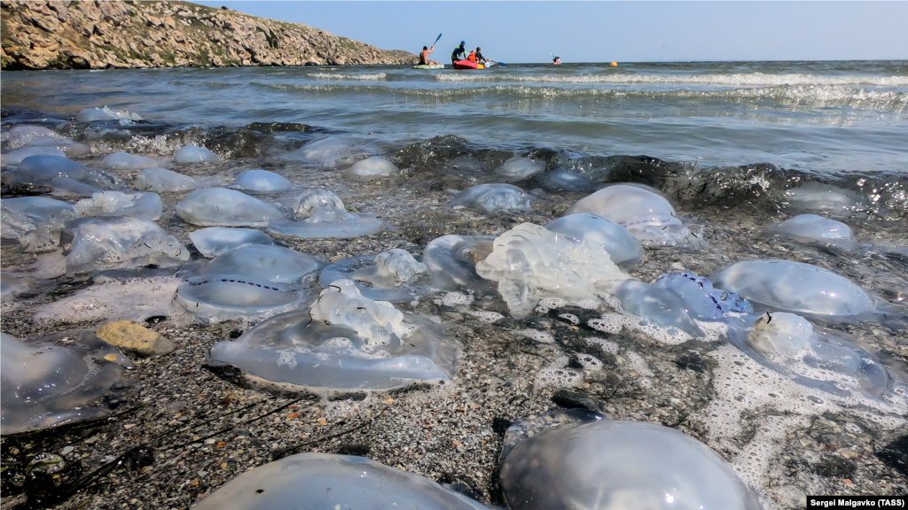 «Уровень солености в Азовском море определяется основными факторами – балансом стока рек и количеством черноморской воды, поступающей в море. За последние годы, засушливые, сток основных рек Кубани и Дона относительно снизился, соответственно, повысился и уровень солености»,– сказал руководитель отдела морской санитарной гидробиологии «Института биологии южных морей имени А.О. Ковалевского РАН» Сергей Алемов в комментарии изданию Reuters