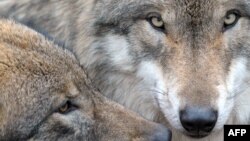 Don't MP3 them until you see the whites of their beady little Eurasian wolf eyes.