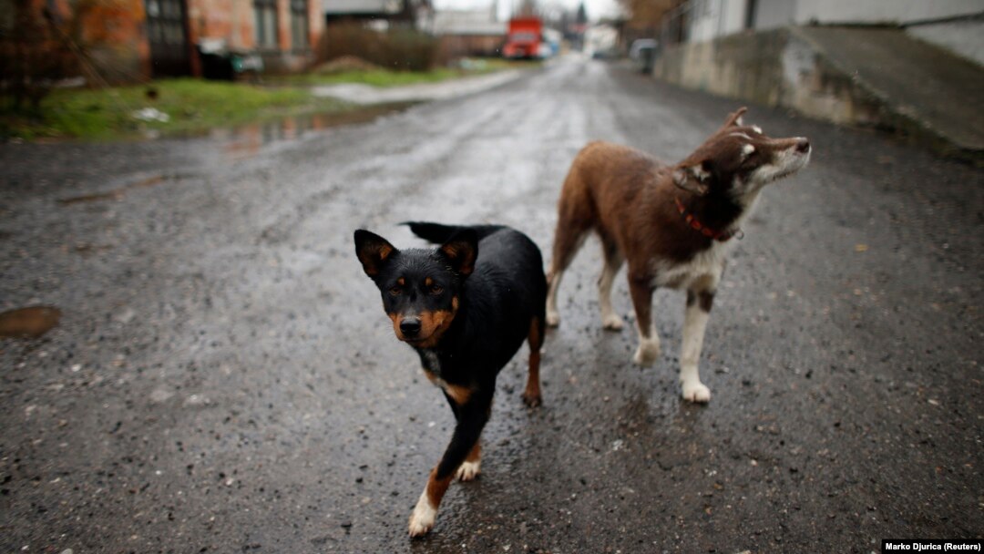 Beograd, 2013.