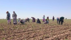 Источник: Turkmen Initiative for Human Rights