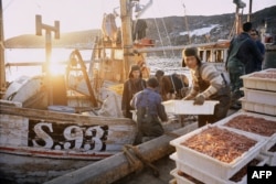 Ловец креветок выгружает свой улов в заливе Disko Bay, Гренландия, сентябрь 1975 года