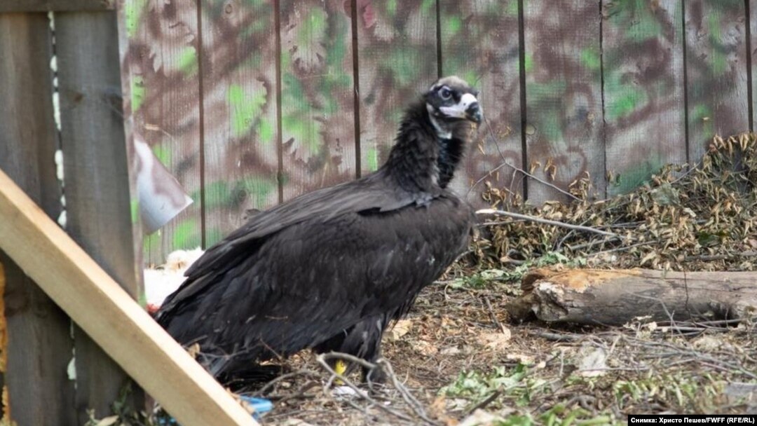Instead of the romantic ending nature lovers were hoping for, one of Bulgaria's recently reintroduced black vultures was shot and killed by a poacher.
