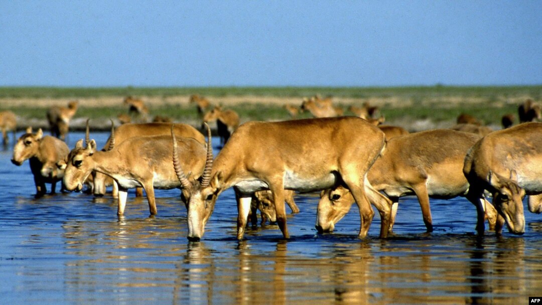 Saiga antelope drink from a lake outside Almaty. (undated)