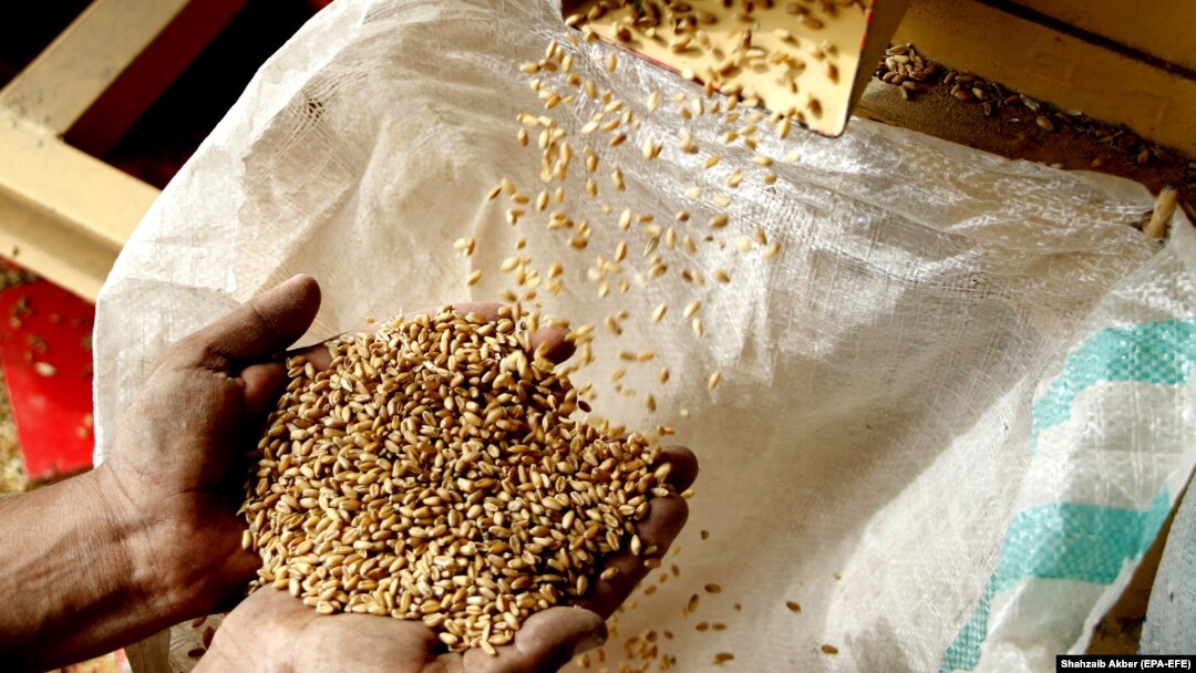 A Pakistani worker in Karachi sorts wheat grain on April 7 to make flour to keep people fed during the country's lockdown amid the ongoing COVID-19 pandemic.