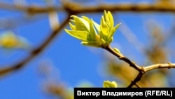 Сьогодні харківський бабак Тимко провіщував прихід весни у середині березня
